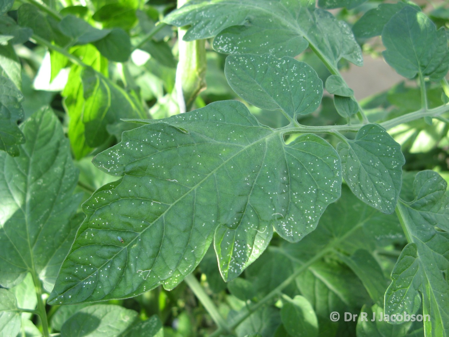Feeding marks caused by adult Liriomyza. Copyright Dr R J Jacobson (RJC Ltd).
